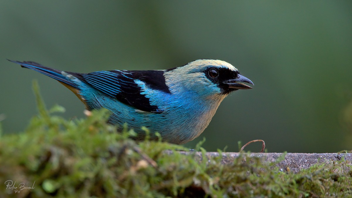 Metallic-green Tanager - ML297900911