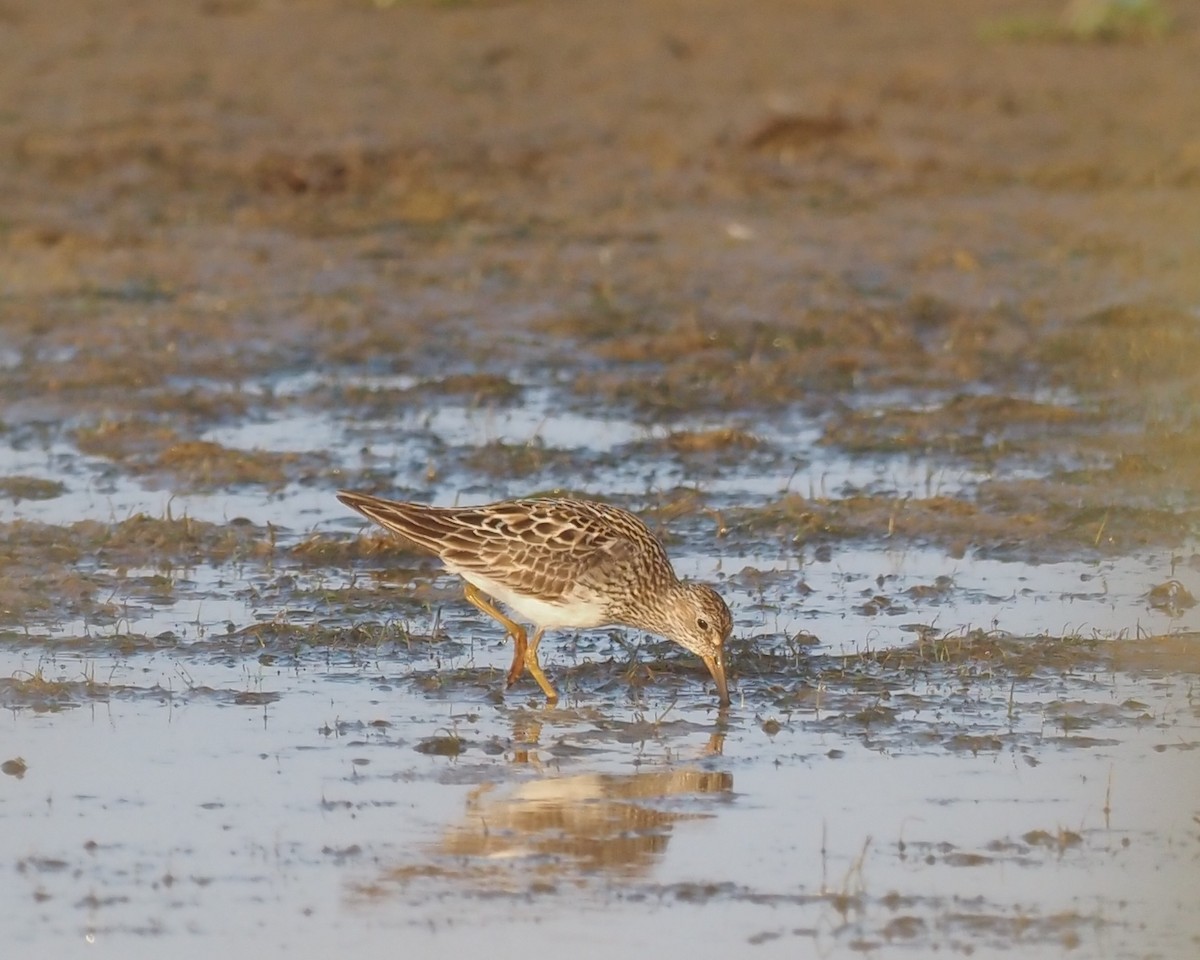 Pectoral Sandpiper - John Swallow