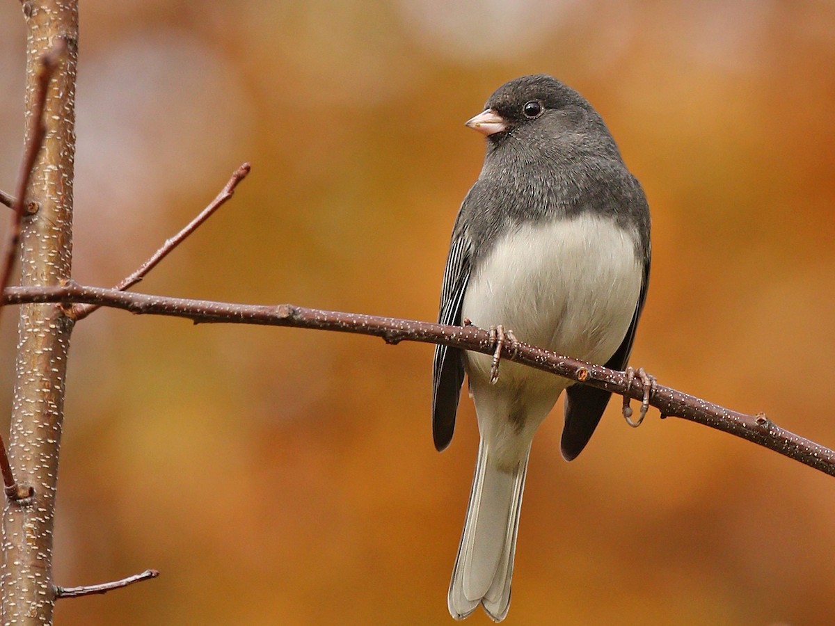 Adult male (Slate-colored)
