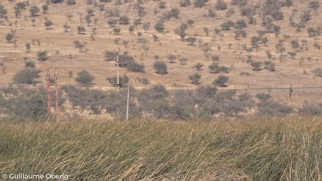 Cinereous Harrier - ML297902011