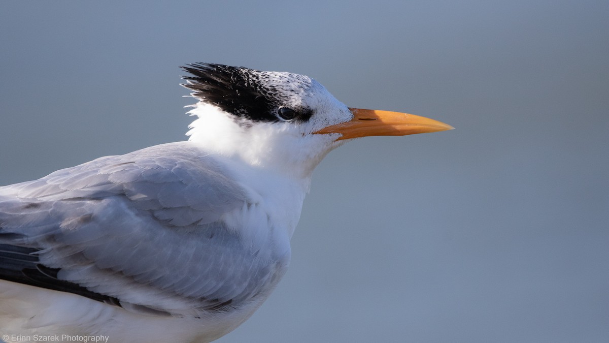Royal Tern - ML297902071