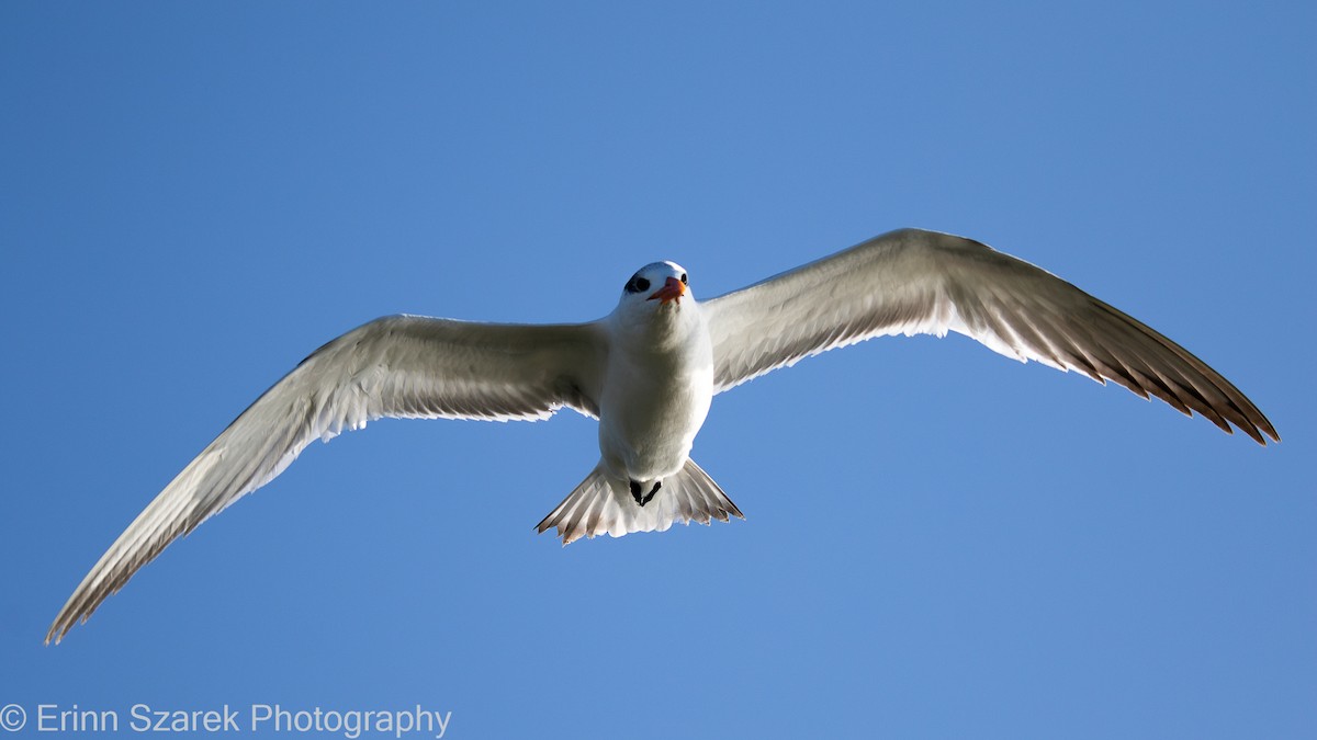 Royal Tern - ML297902081