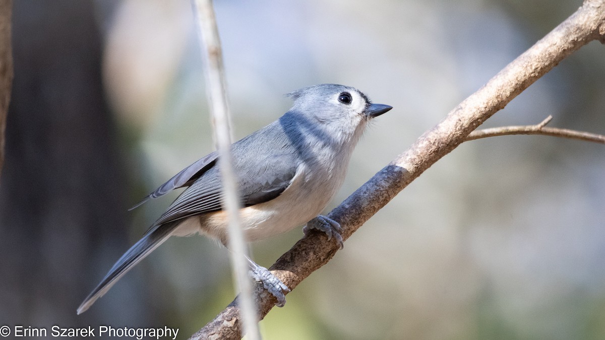 Tufted Titmouse - ML297902161