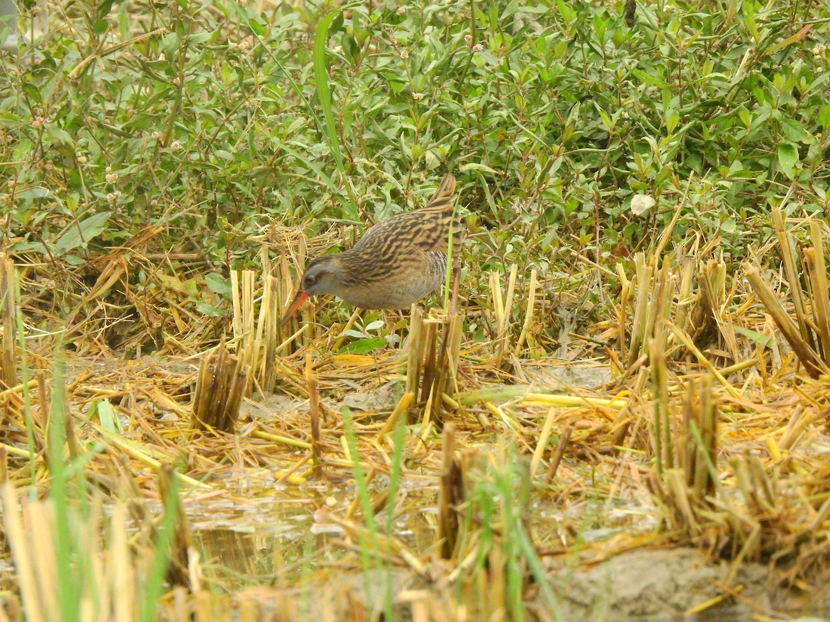 Brown-cheeked Rail - Maggie Chen