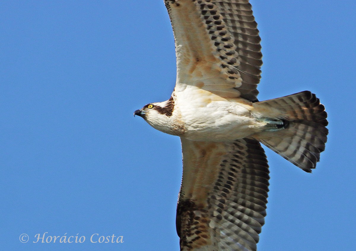 Osprey - ML297902441