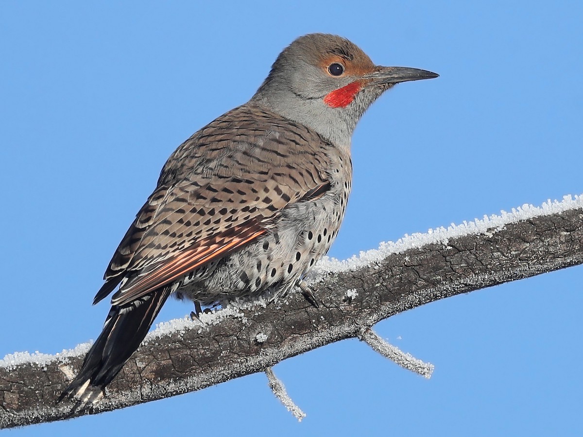 Male (Red-shafted)
