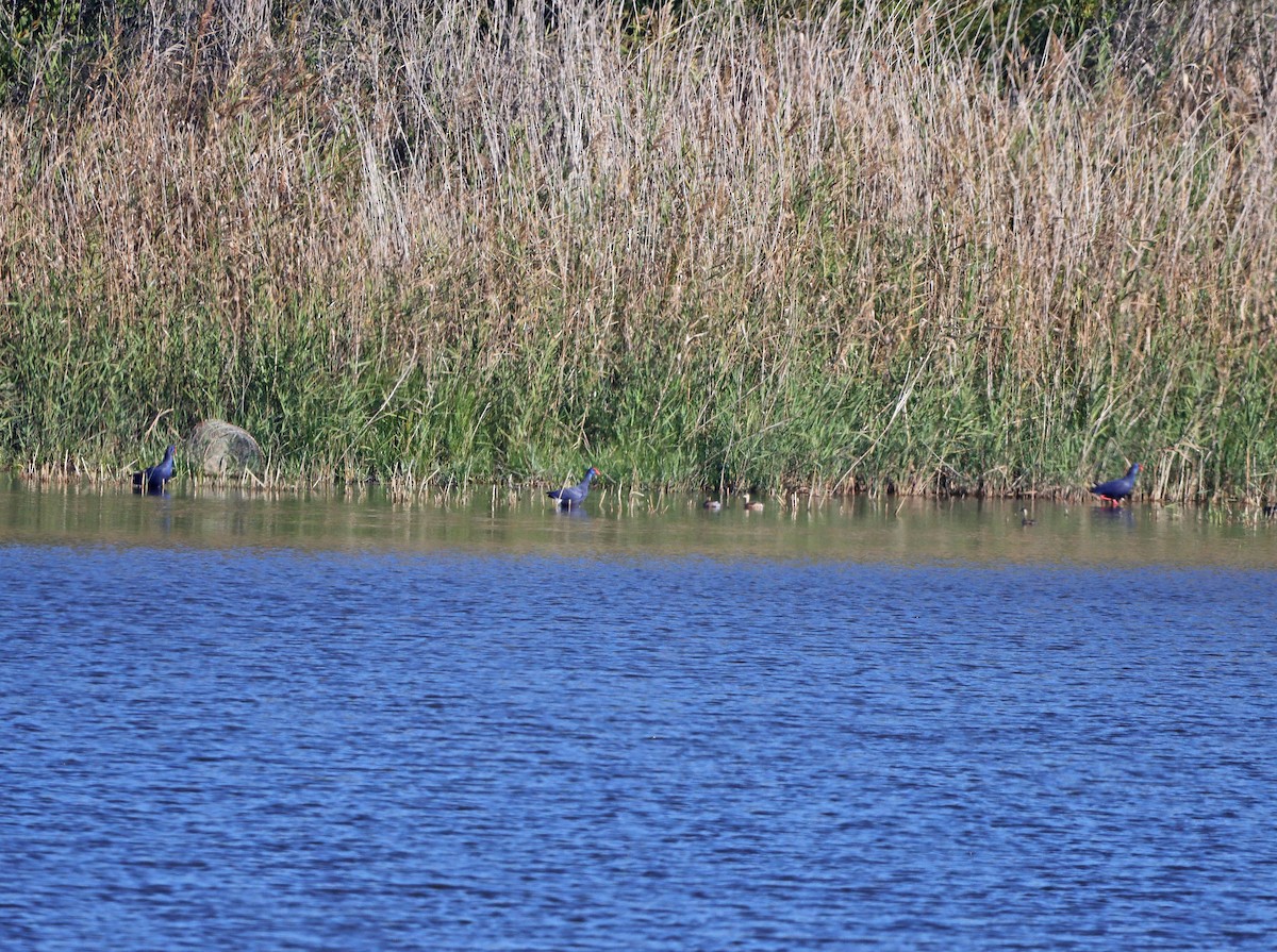 Western Swamphen - ML297902661