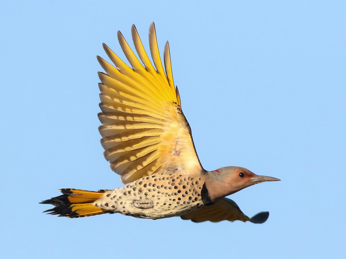 Female (Yellow-shafted)