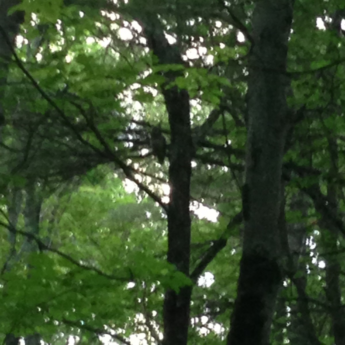 Barred Owl - ML29790311