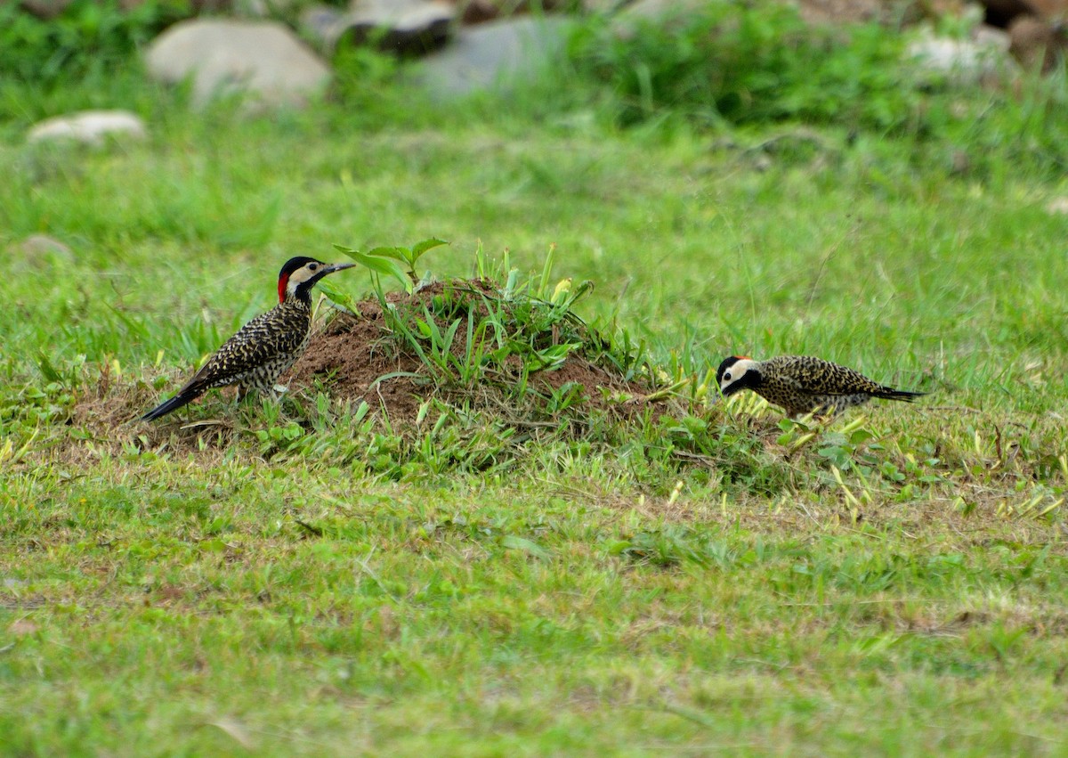 Green-barred Woodpecker - ML297903931