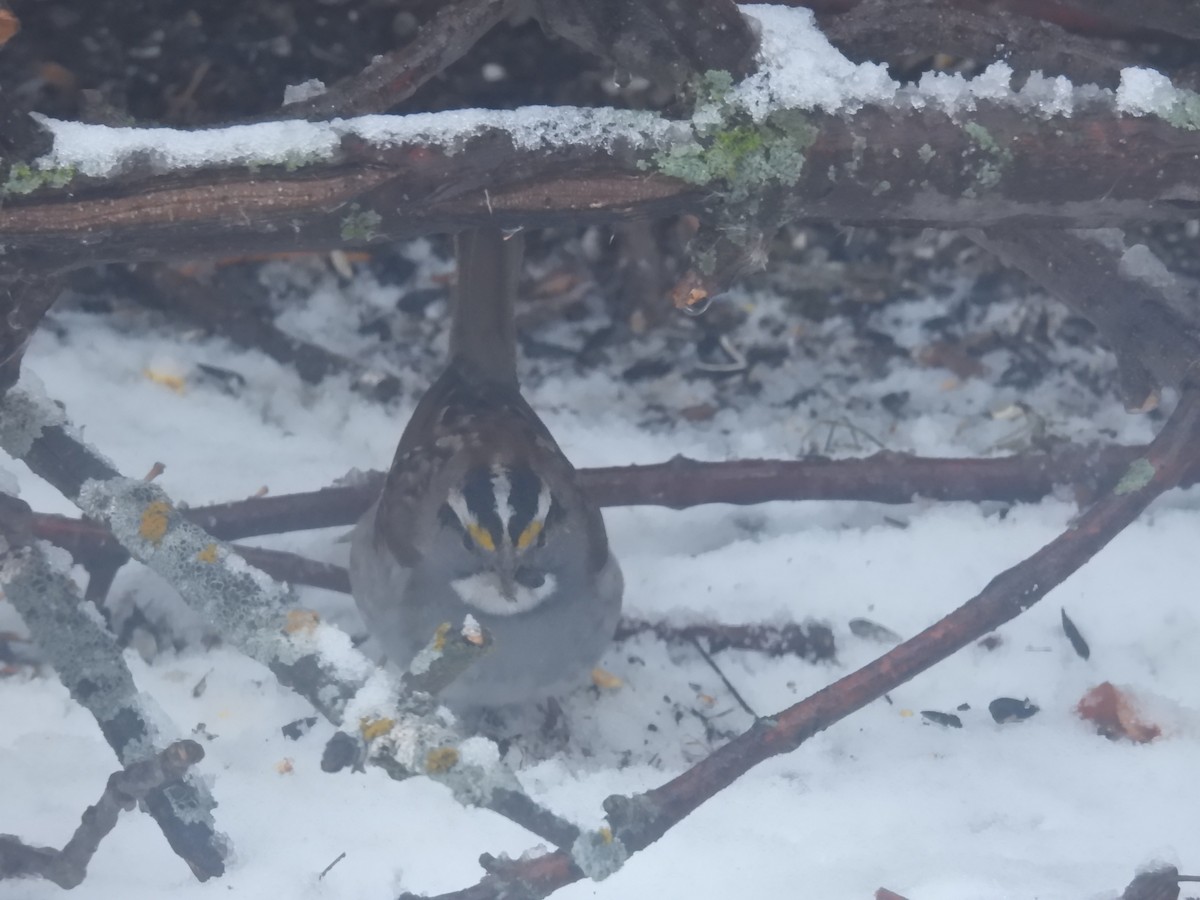 White-throated Sparrow - ML297904141