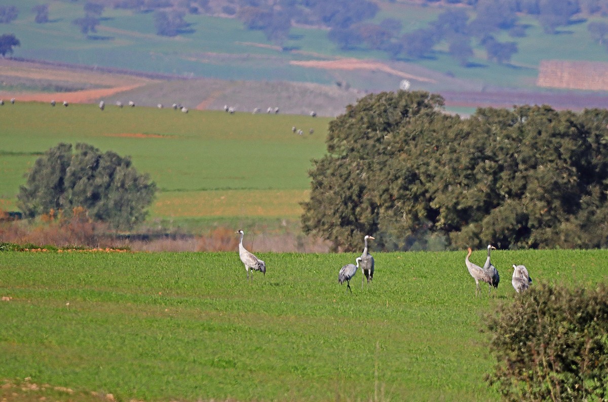 Common Crane - ML297905131