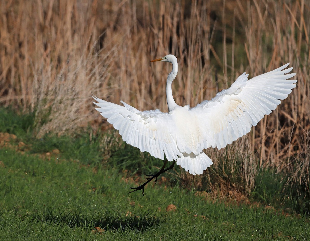 Great Egret - ML297905831