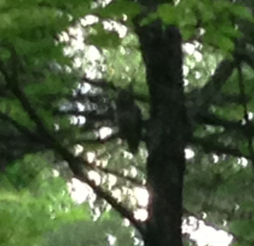 Barred Owl - ML29790741