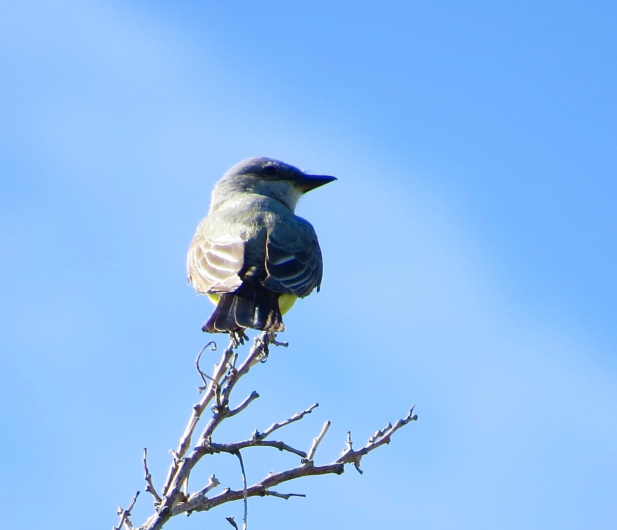 Western Kingbird - ML29790771