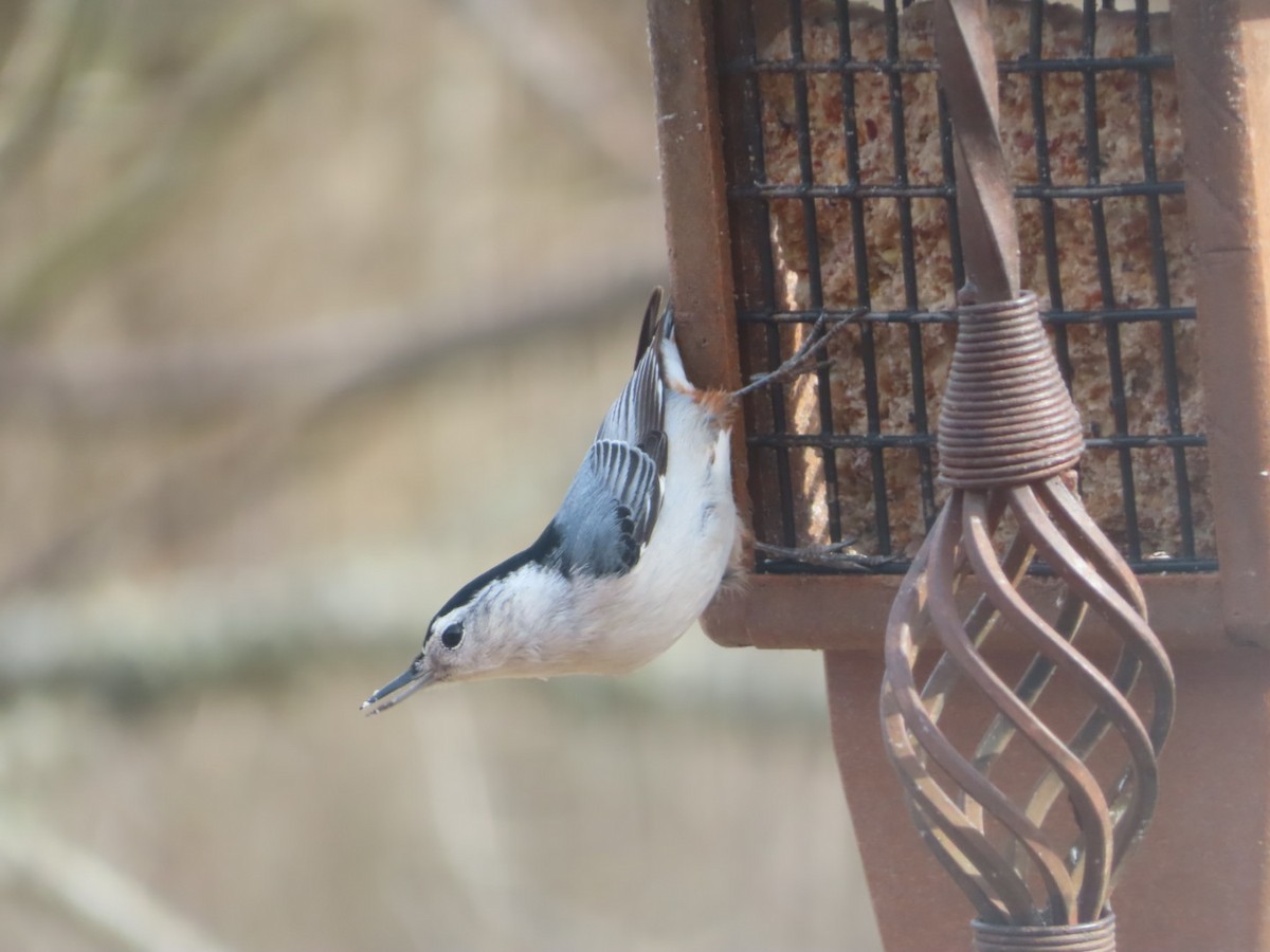 White-breasted Nuthatch - Fran Loyd