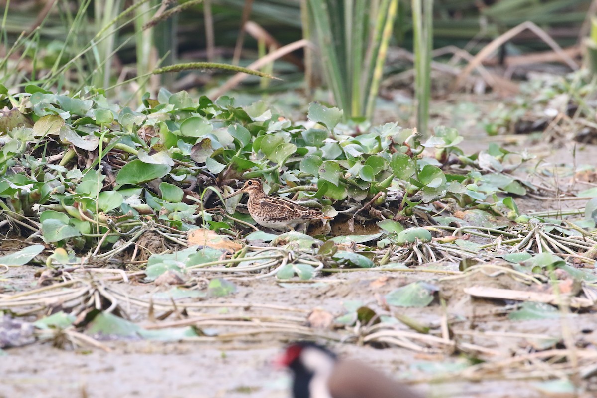 Common Snipe - ML297908341