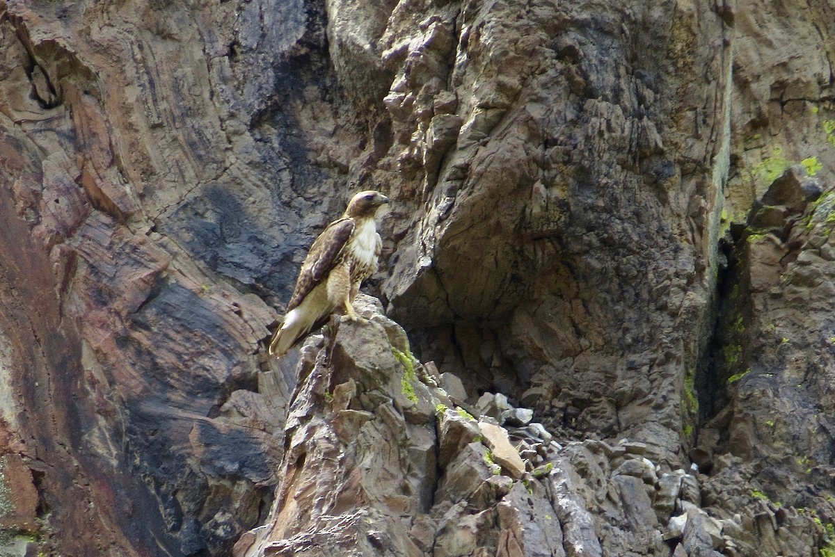 Red-tailed Hawk (calurus/alascensis) - ML29791101