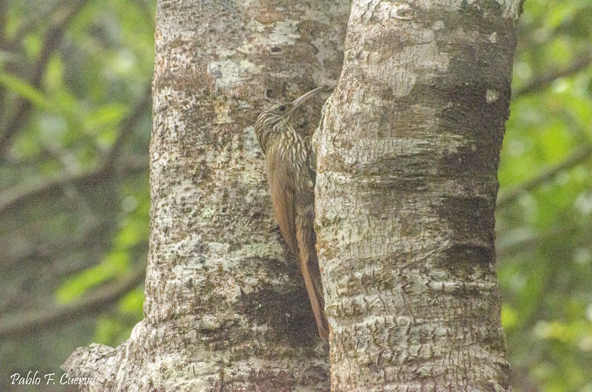 Streak-headed Woodcreeper - ML297911051