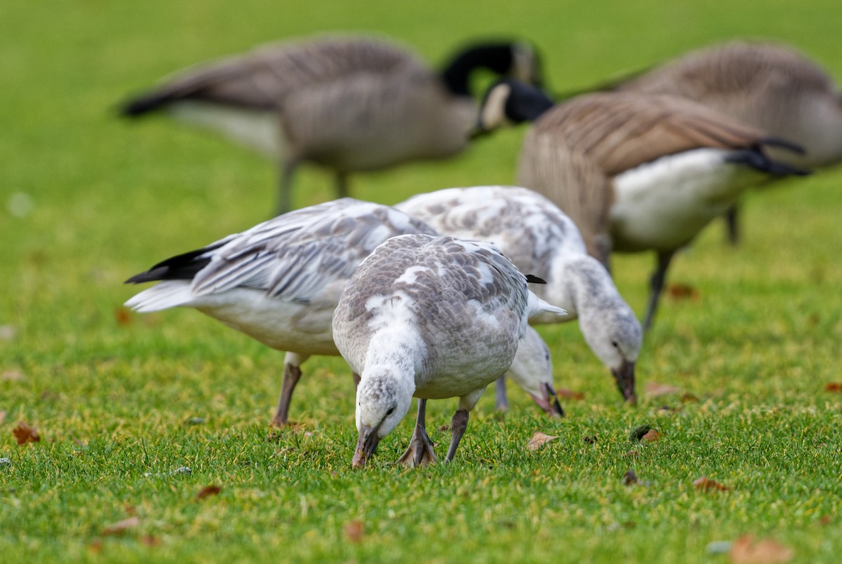 Snow Goose - Daniel Eslake