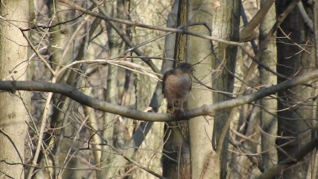 Sharp-shinned Hawk - ML297913751