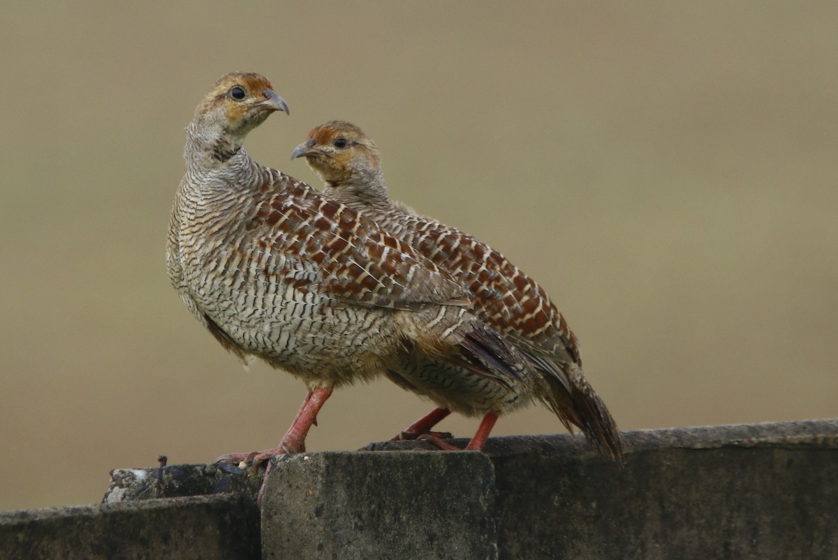 Gray Francolin - Amee Vyas