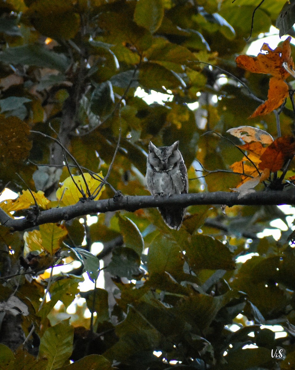 Indian Scops-Owl - ML297919061