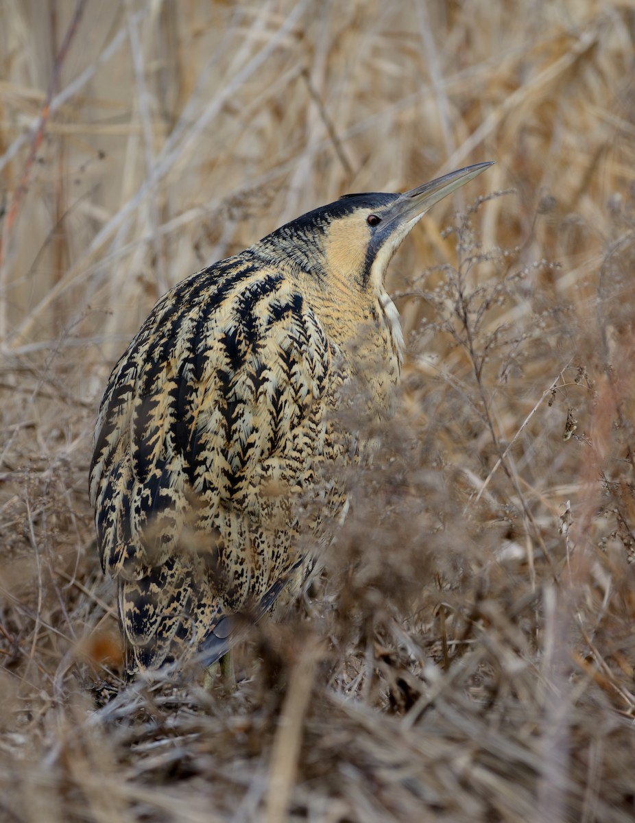 Great Bittern - ML297919291