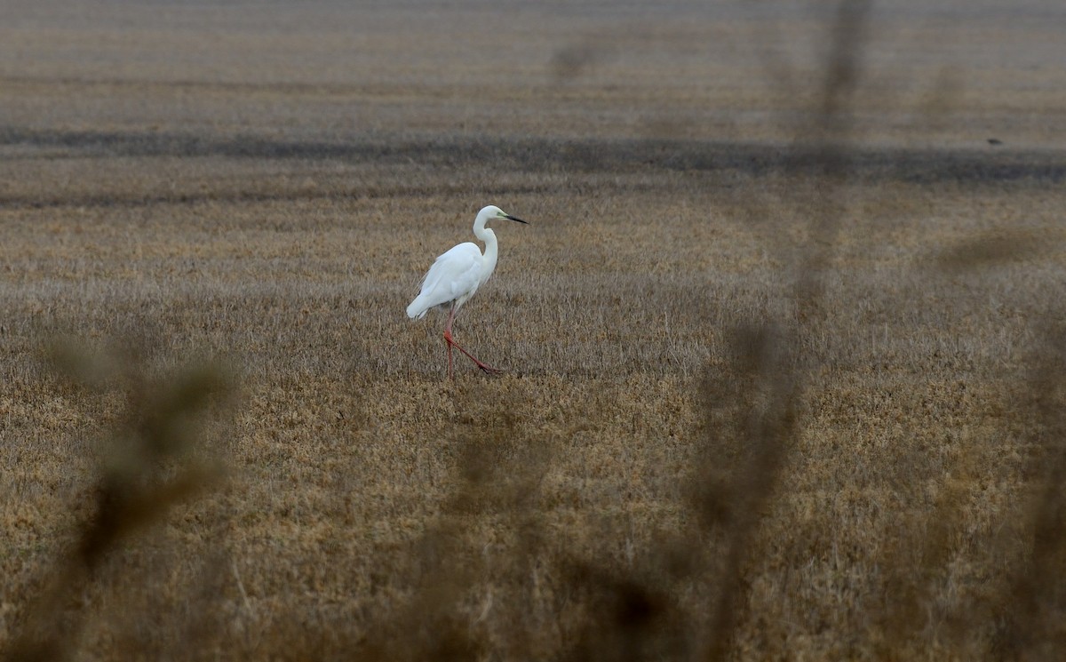 Great Egret - Pavel Štěpánek