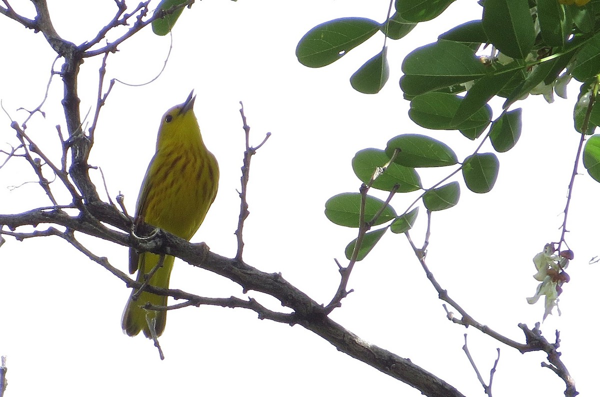 Yellow Warbler - ML29792011