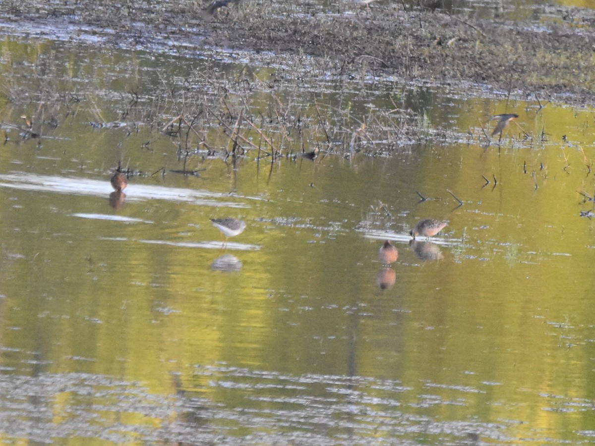 Long-billed Dowitcher - ML297920111