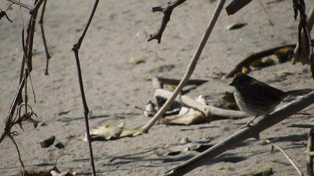 Lincoln's Sparrow - ML297922821