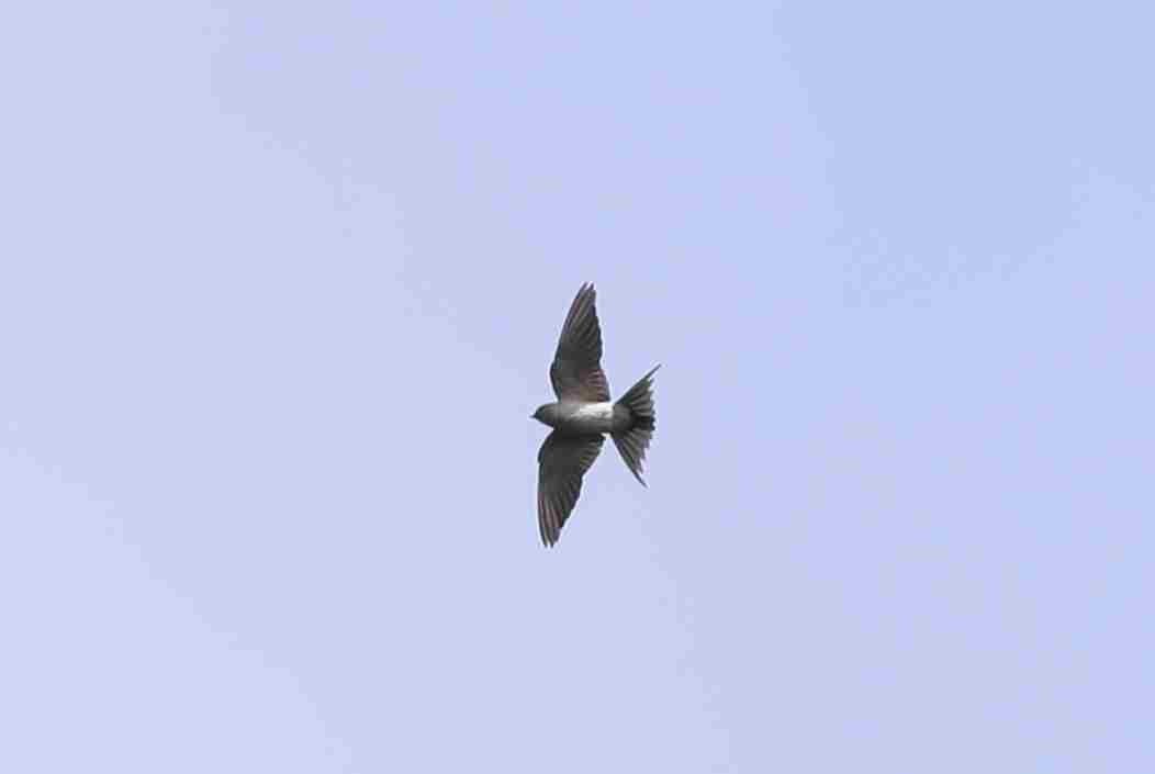 Barn Swallow - ML297923651