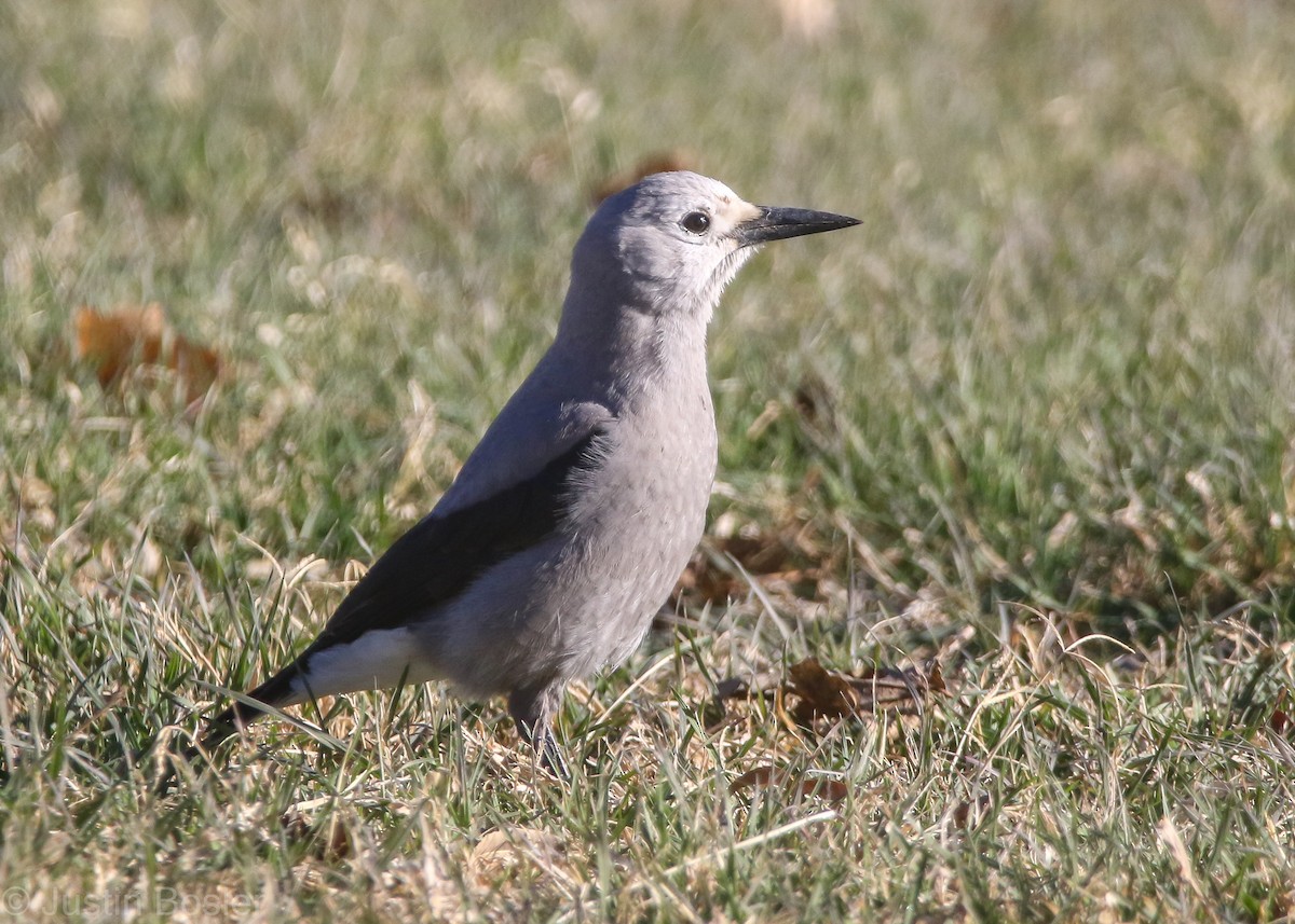 Clark's Nutcracker - ML297924051