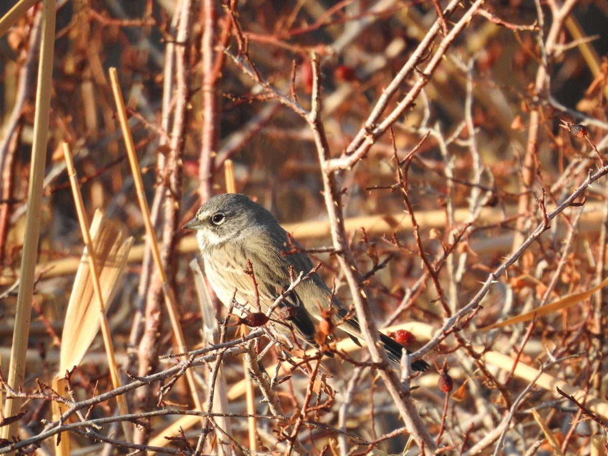 Sagebrush/Bell's Sparrow (Sage Sparrow) - Kerry Lozito
