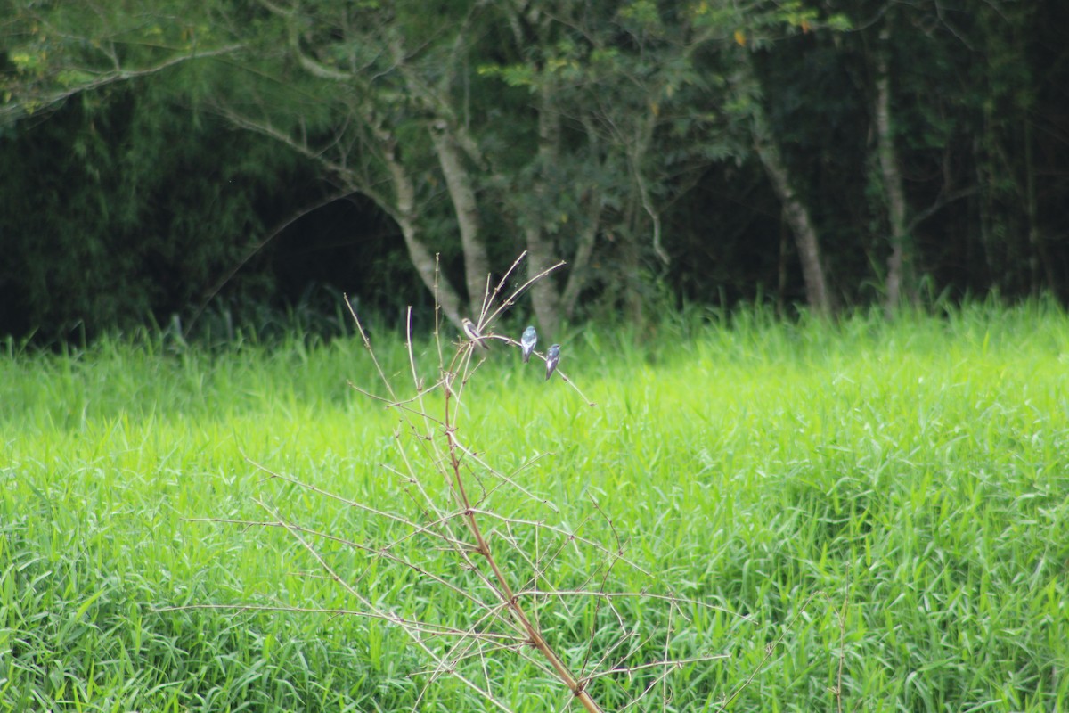 Hirondelle à ailes blanches - ML297927931