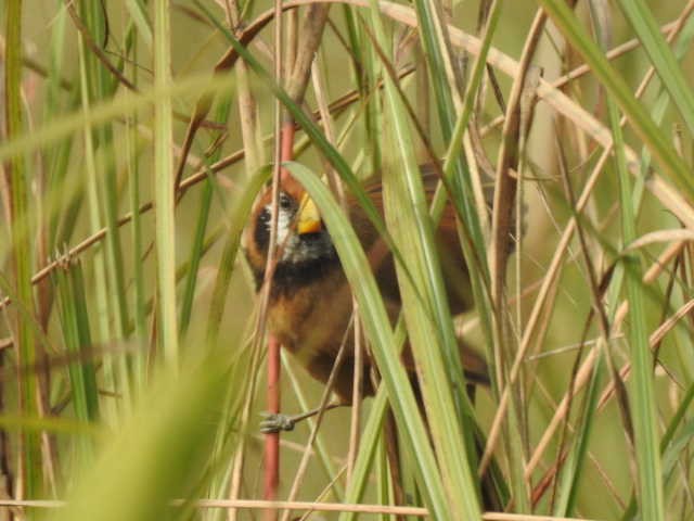 Black-breasted Parrotbill - ML297928231