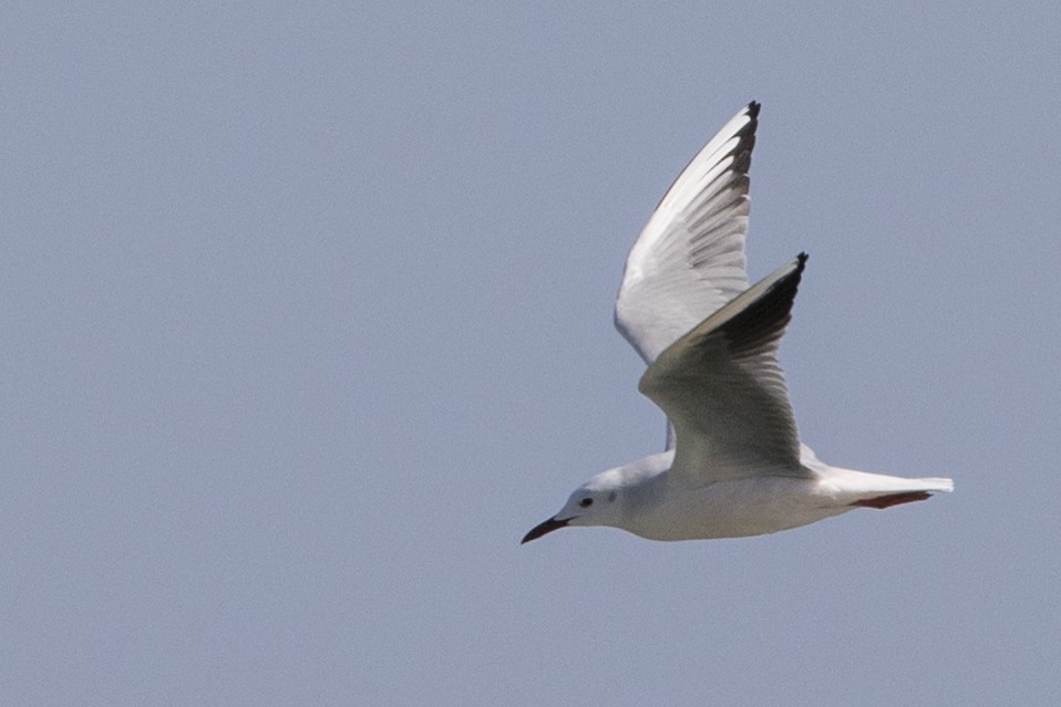 Black-headed Gull - ML297928931