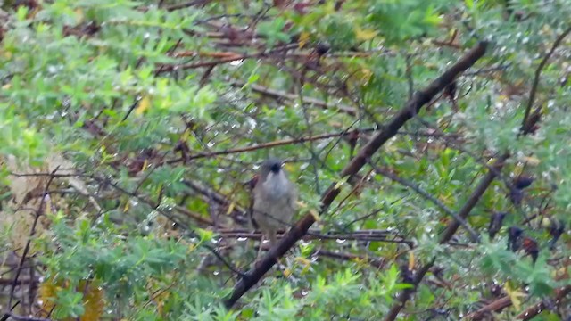 Prinia de Roberts - ML297932531