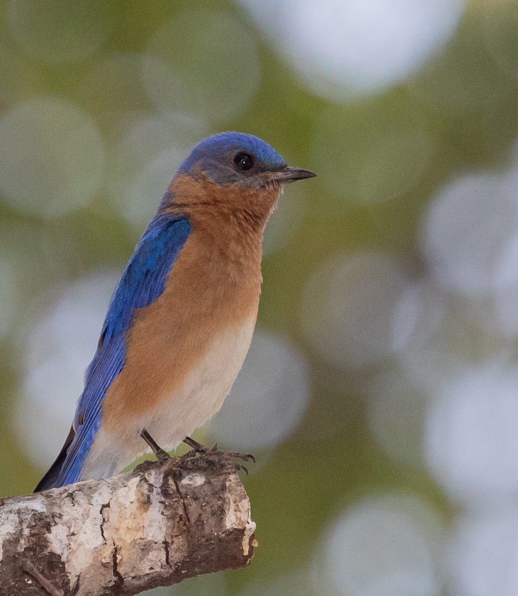 Eastern Bluebird - ML297932691