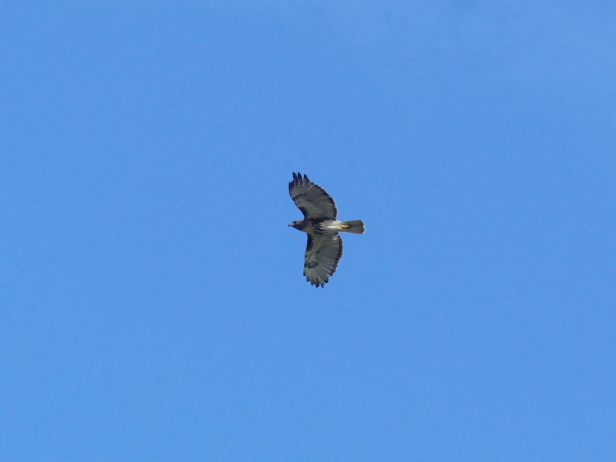 Red-tailed Hawk - ML297935111