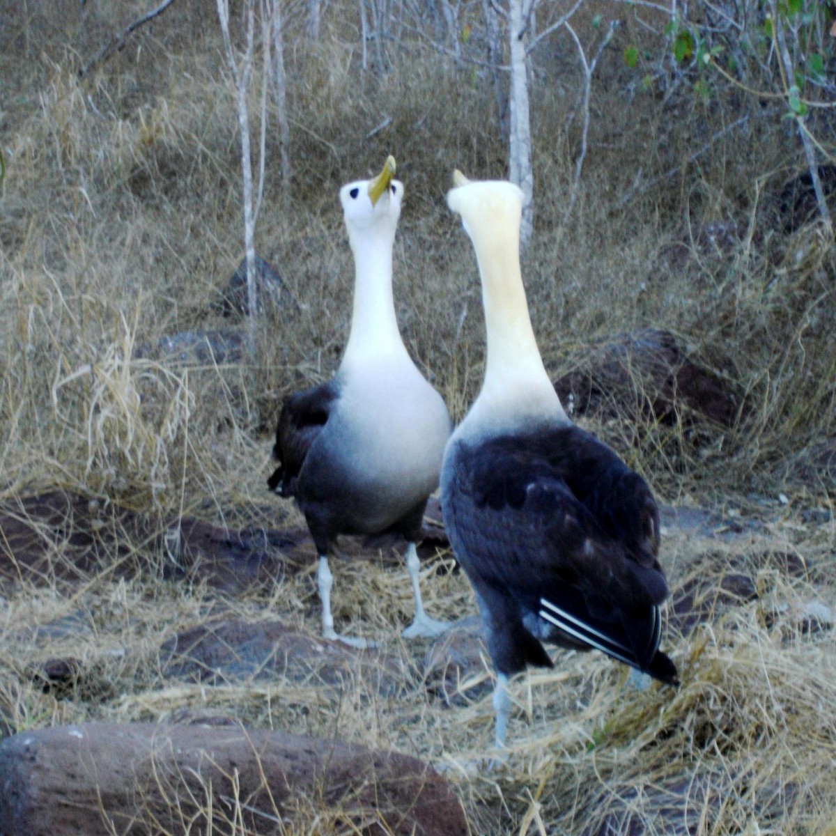 Albatros de Galápagos - ML29793851