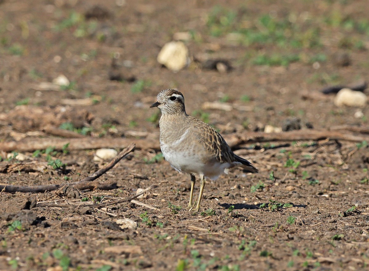 Eurasian Dotterel - ML297940991
