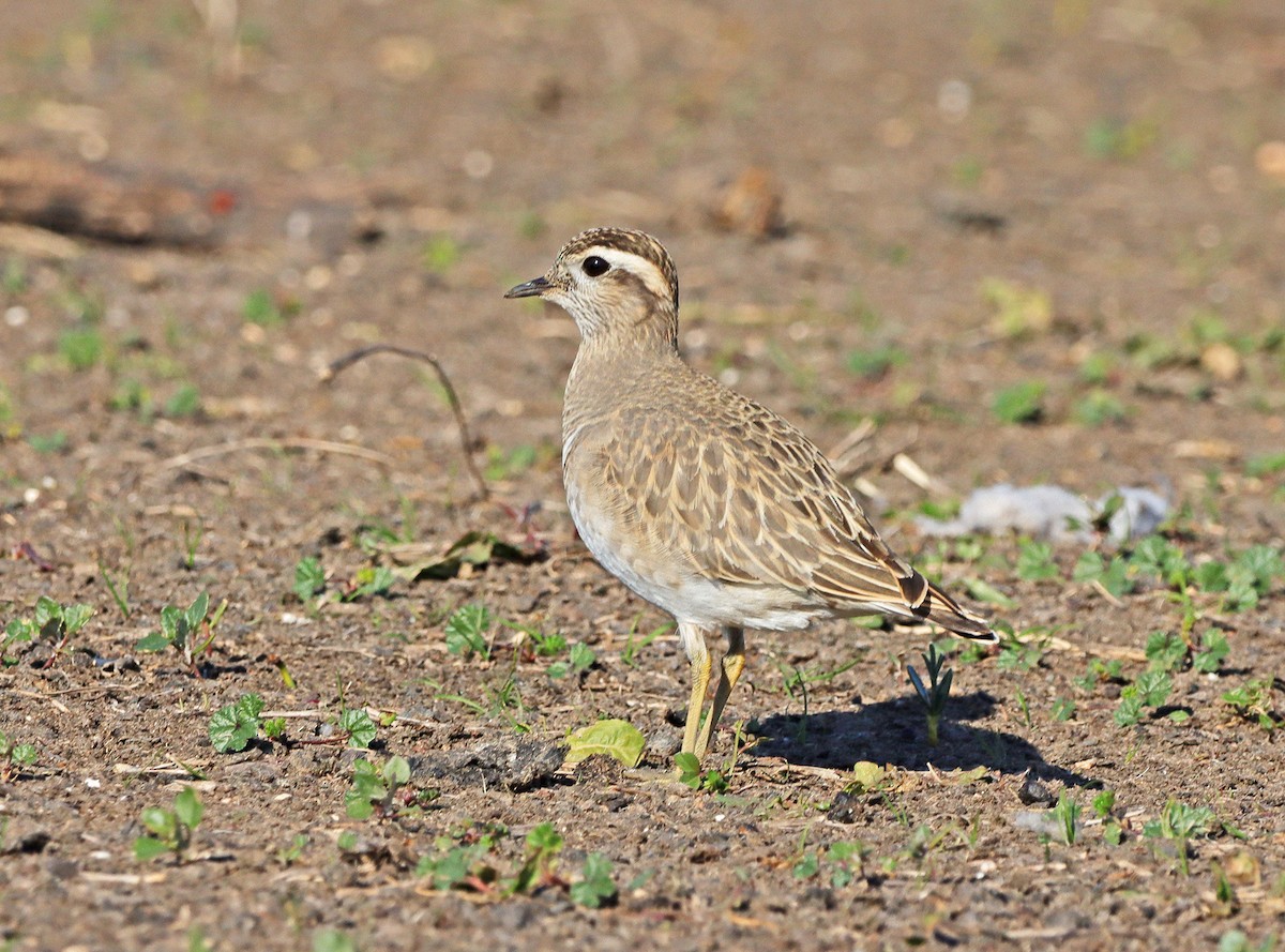 Eurasian Dotterel - Horácio  Costa