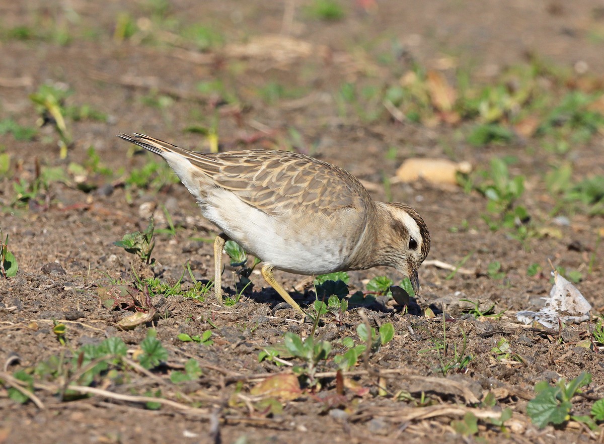 Eurasian Dotterel - ML297941031