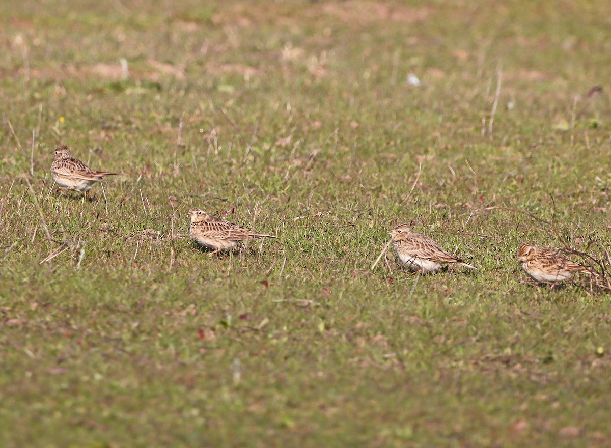 Eurasian Skylark - Horácio  Costa