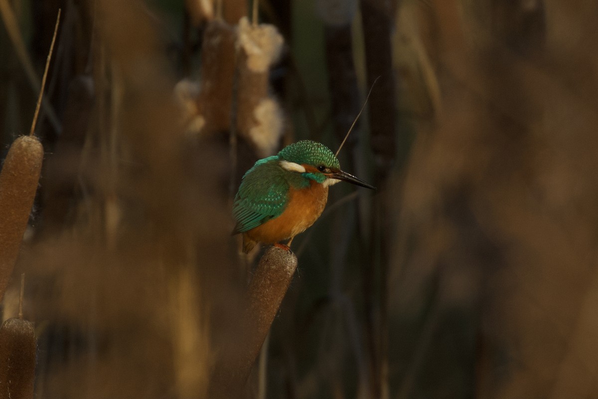 Common Kingfisher - ML297942671