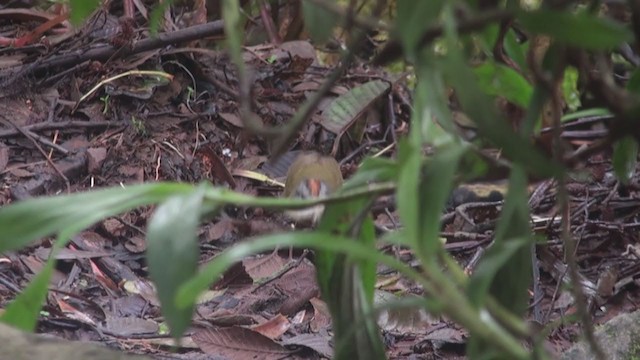 Russet-crowned Warbler - ML297942691