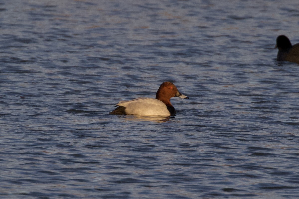 Common Pochard - ML297942761