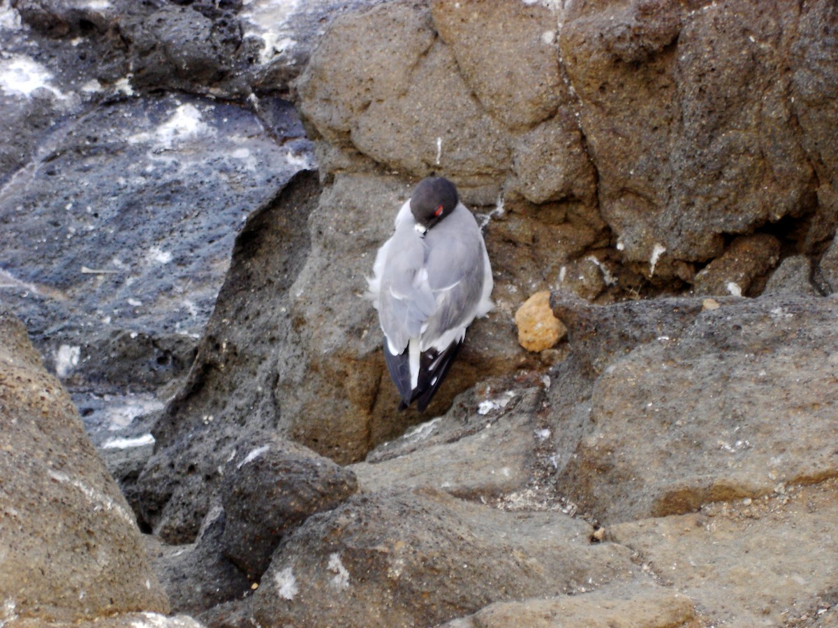 Swallow-tailed Gull - ML29794411